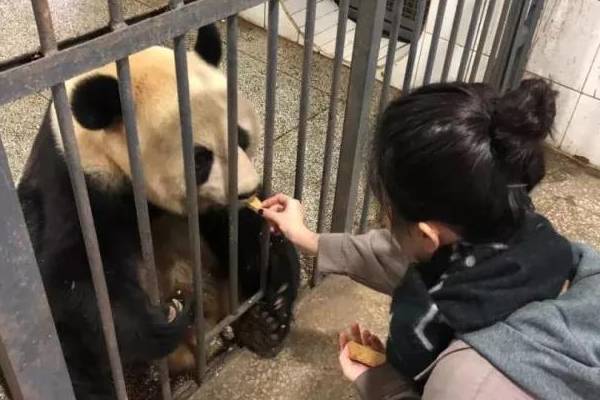 全球顶尖兽医学院向她伸来橄榄枝