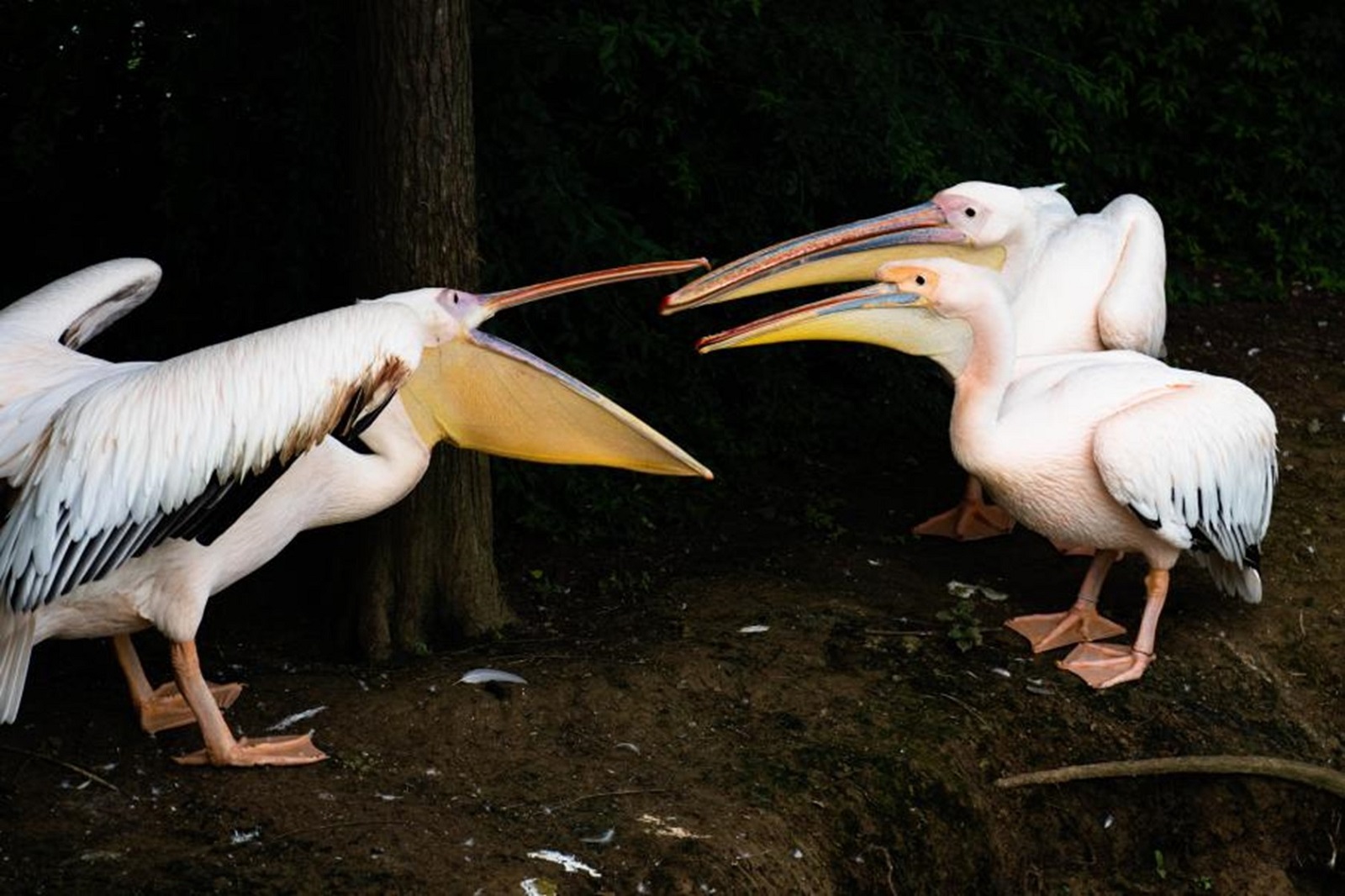 Vigorous debate