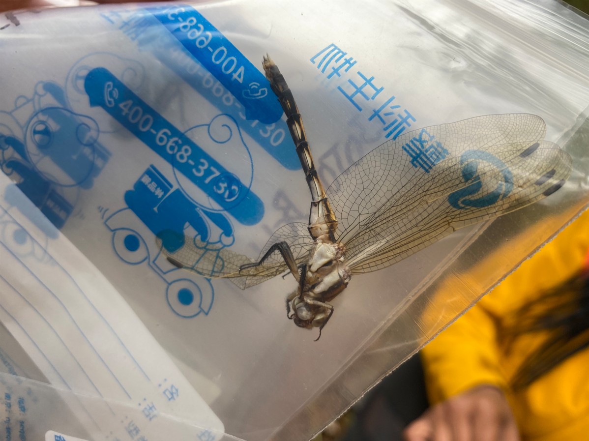 Dragonfly DNA barcoding project photo