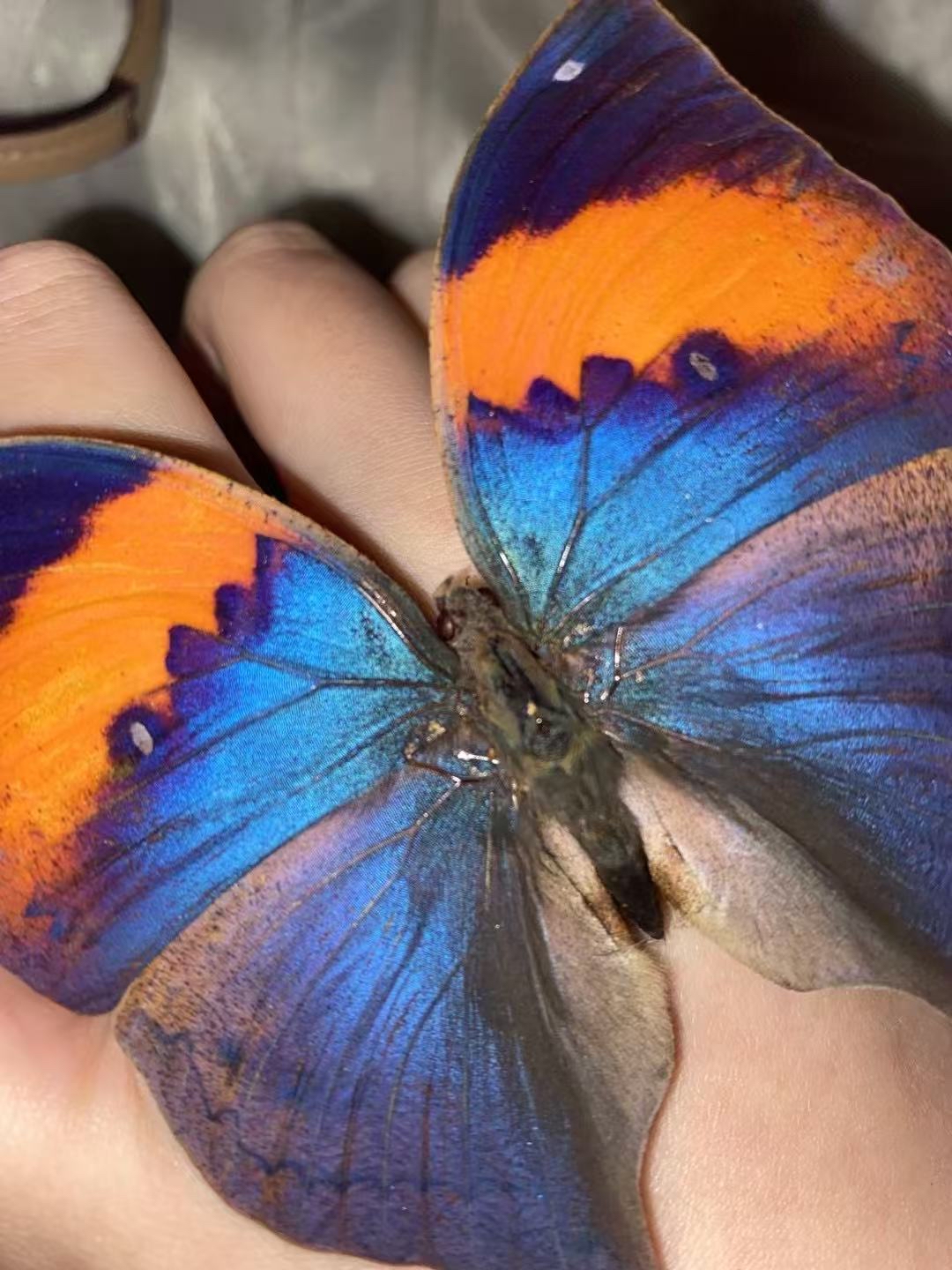 Butterfly specimen photo