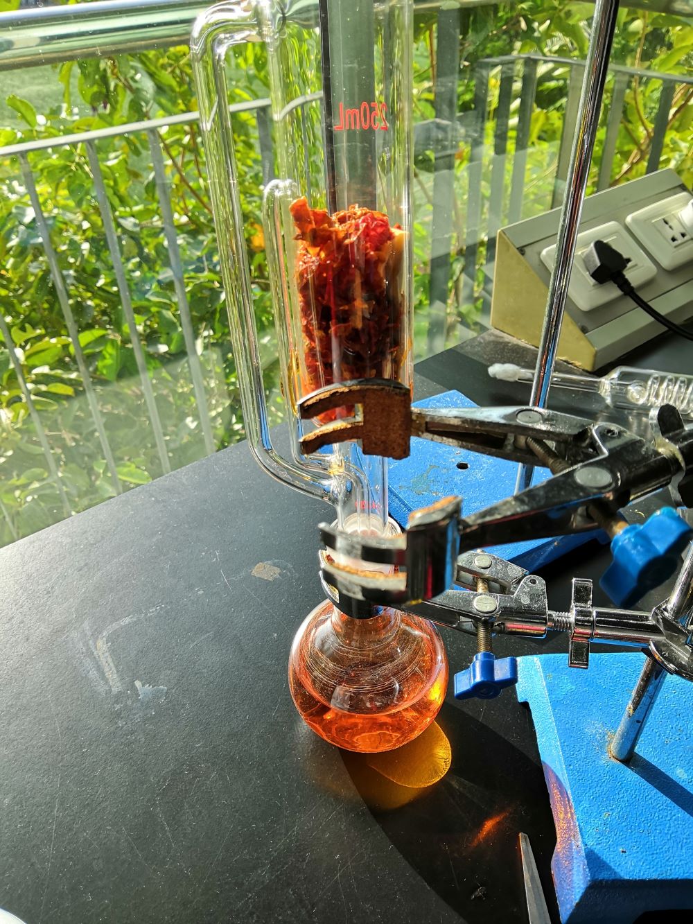 Kyra's experiments in her biology CCA